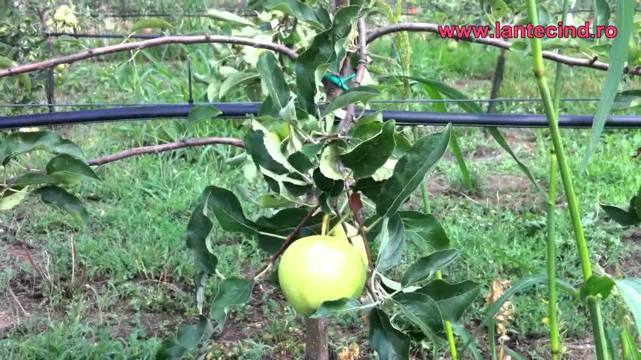 Lantec Mai Mult Decat Horticultură Irigație Prin Microaspersie Sau Picurare Youtube