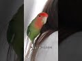 インコちゃんがとまる場所でわかる信頼度　To know the degree of trust from a parakeet