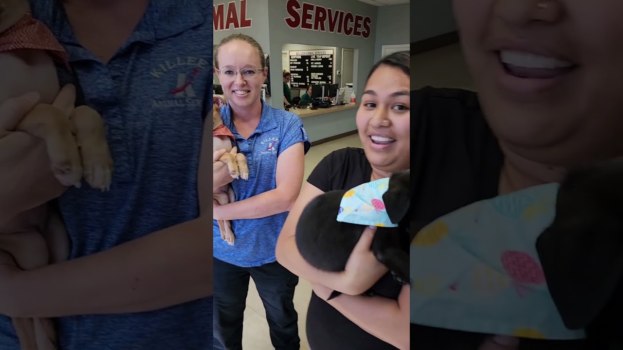 3-3-3 Rule When Adopting Animals