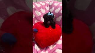 Cookie F Morkie video 5-22-24