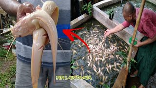 Viral !! Ikan Lele Berwarna Pink diberi Nama Barbie