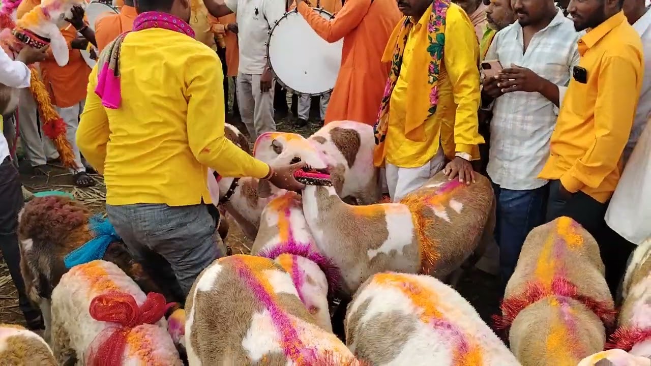 माडग्याळ मेंढ्यांच्या स्पर्धा , आरेवाडी 2025 🔥🥇👑