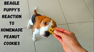 Beagle Puppy's Reaction to Homemade Peanut Cookies  Dog Reaction Video #dog #beagle #dogvideo #cute