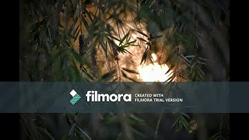 | Song-Root-84 | No Copyright Song