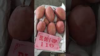 太红了，被抢货-mango  #fruit
