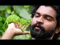 Indian chameleon (Chamaeleo zeylanicus) | by Shantanu Kuveskar