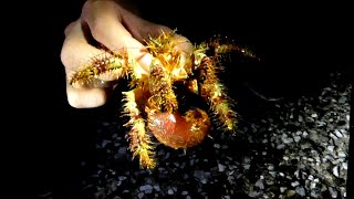 でかいヤドカリとって食う