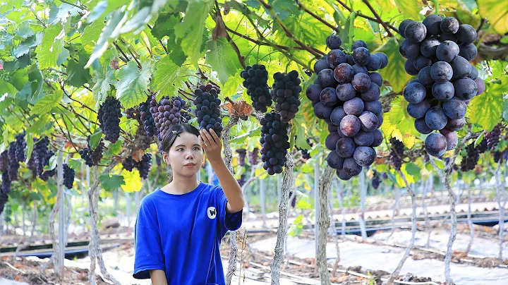 Big and sweet grapesmake a nice pot of red wineLiz...