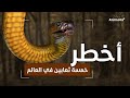 أخطر خمسة ثعابين في العالم مجموعة من أشد الثعابين سمية في العالم 