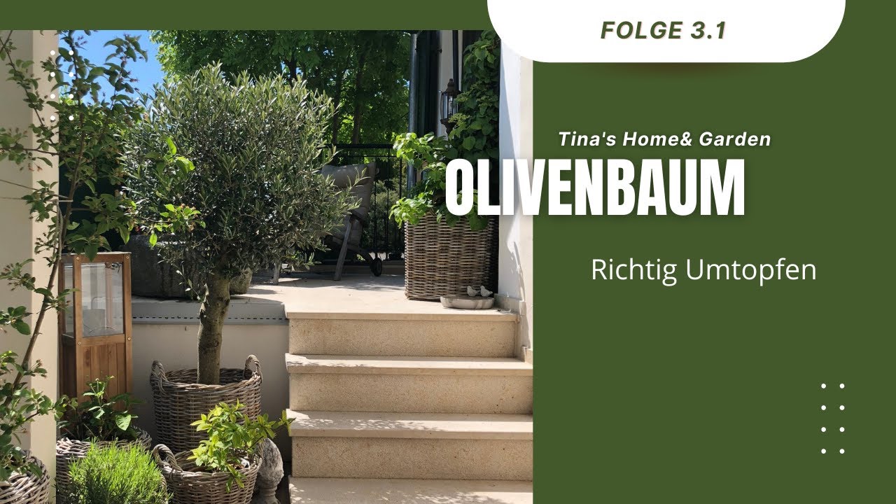 Olivenbaum richtig umtopfen - was Ihr beachten solltet! #olivenbaum  #umtopfen