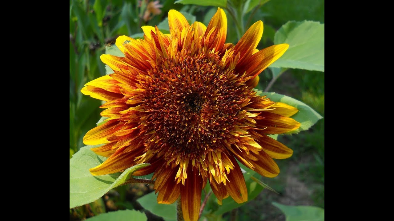 2013 6 24 Garden Diary Vegetable Gardener Convert The Joker Sunflower Seeds Canna Lily YouTube