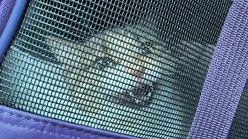 How to get an anxious cat into the carrier