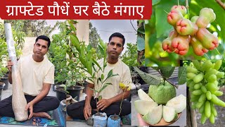फलों के ग्राफ्टेड पौधे घर बैठे मंगाए Buy Grafted Fruit Plant Online