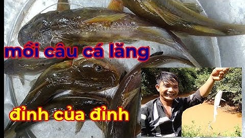 mồi câu cá lăng siêu nhạy ,buổi câu suối hiệu quả với loại mồi đặc biệt này ,có cá lăng thả là ăn