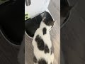 Il a déjà mangé. Mais son cœur dit non. #catvideos #cat #funny #catlife #cute #catvideos #catshorts