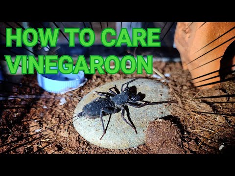 เลี้ยงแมงป่องแส้ในคลิปเดียว!!!??[How to care Vinegaroon]