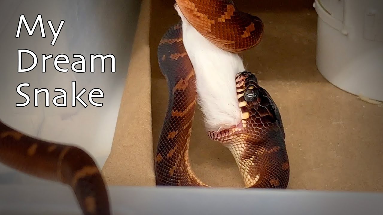 morphemes pdf I bought my dream snake! + Updates on Suma Pied & first Wookie combo!