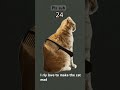 I rly do love to make her mad 😂😂#funny #cat #effect #trend #fyp #viral #madcat #ytshorts