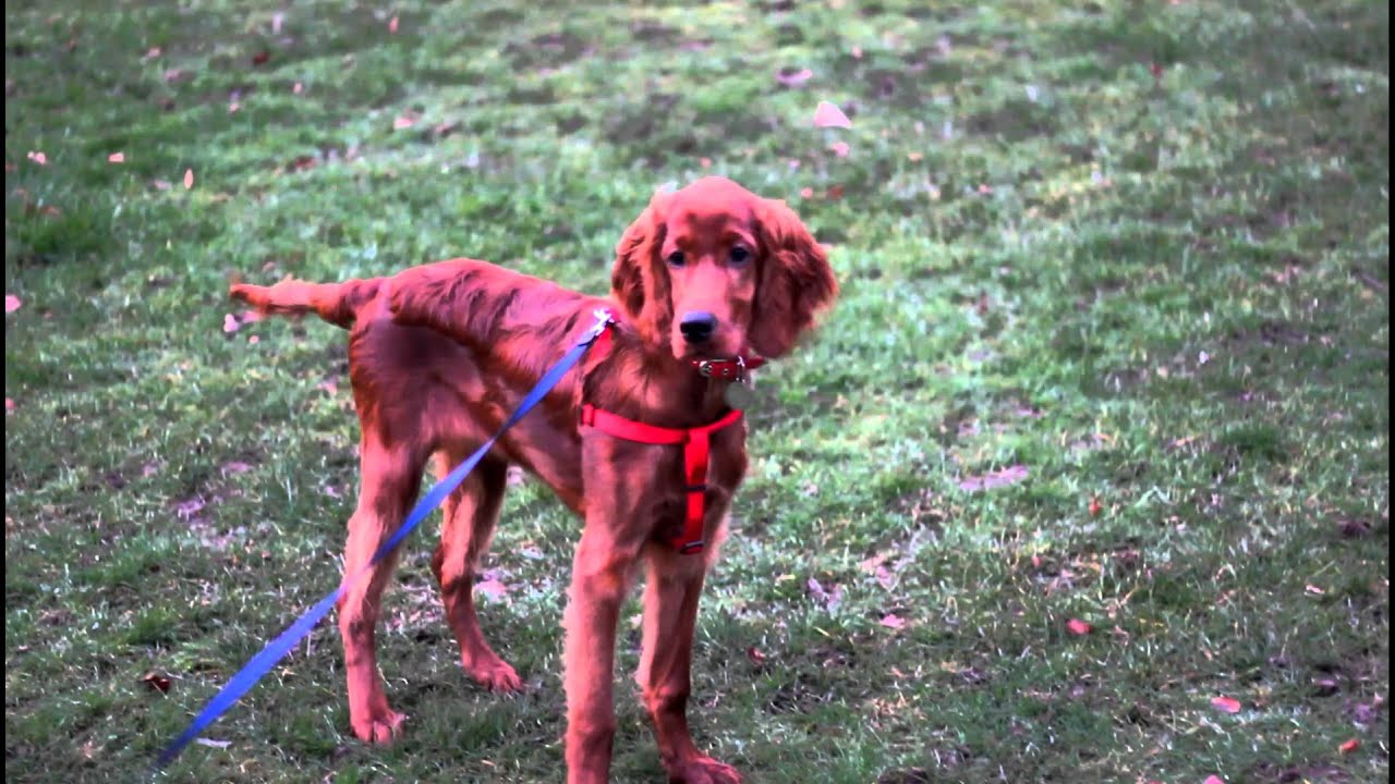 Red Setter Playing - YouTube