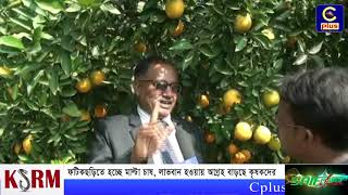 ফটিকছড়িতে হচ্ছে মাল্টা চাষ, লাভবান হওয়ায় আগ্রহ বাড়ছে কৃষকদের | Cplus