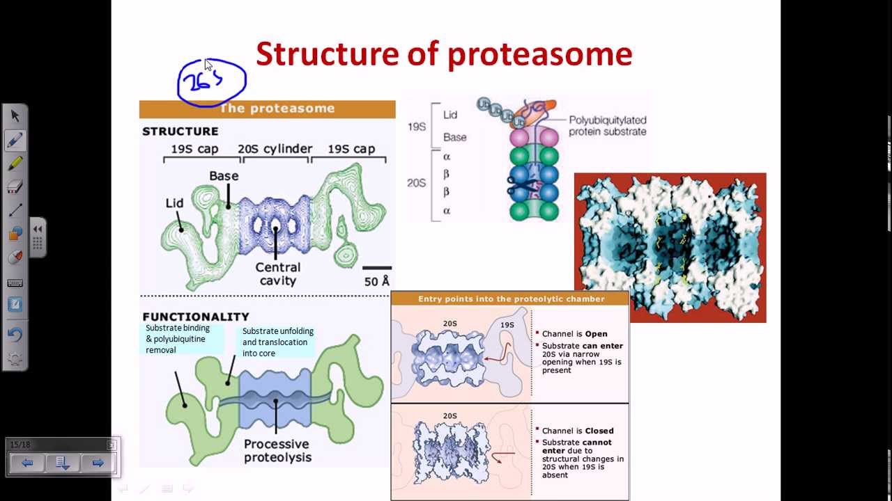 Ubiquitination (protein degradation)