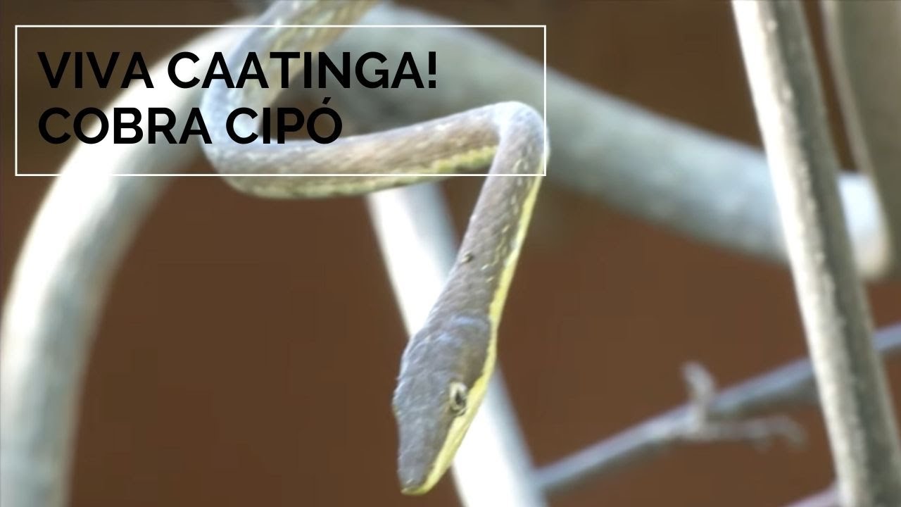 Caatinga! - Cipó Viva YouTube Cobra