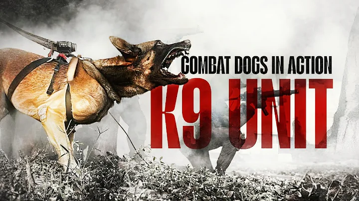 Elite K9 Military Dogs in Action | Unseen Combat Footage