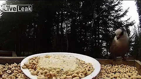 Canada's Official Bird - The Grey Jay (LiveLeak Original)