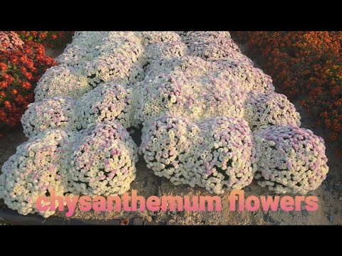 Video: Chrysant In Een Bloementuin