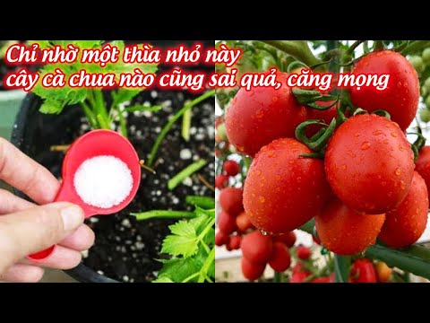 Video: Cây Cà Chua. Tài Sản Có Giá Trị