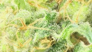 Teaser of Prozack vs Critical