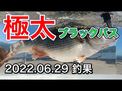 Topwater bass fishing ブラックバスをより深く楽しみたい大… Topwater bass fishing ブラックバスをより深く楽しみたい大… ブラック