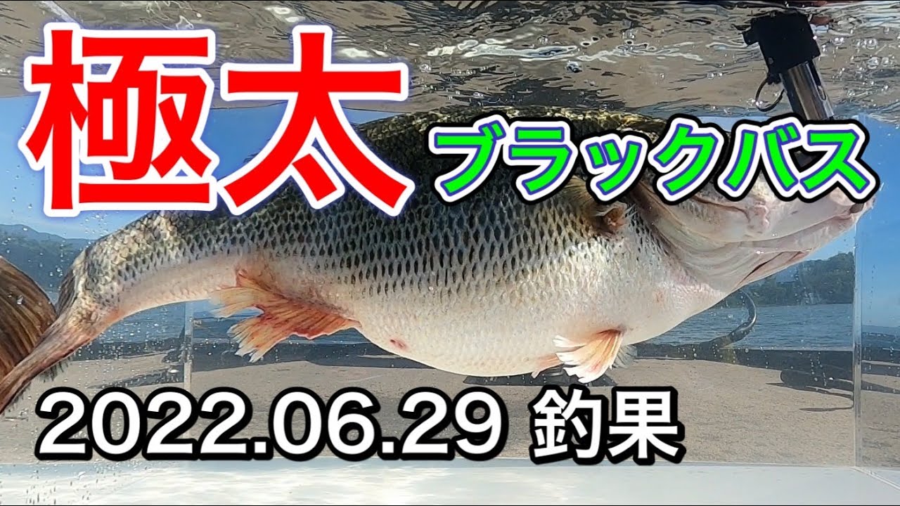 バス釣り 琵琶湖で極太で最高なブラックバスが釣れた Live Bait Fishing In Lake Biwa Youtube