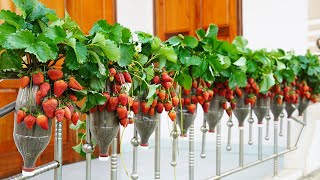 How To Grow Strawberries On The Balcony, Beautiful And Have Free Strawberries To Eat