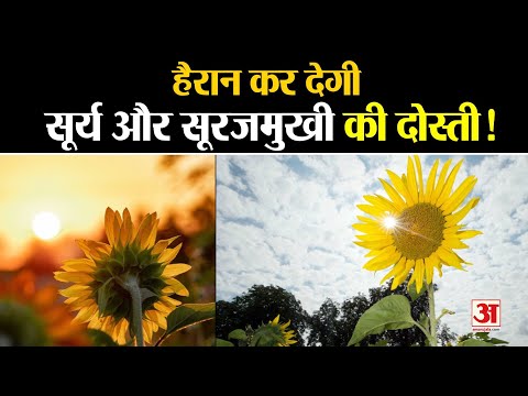 वीडियो: क्या सूरजमुखी के फूल सूरज का अनुसरण करते हैं?