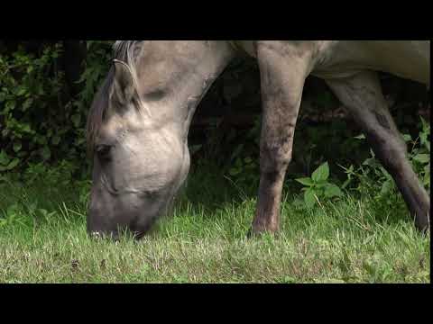 Video: Konik Horse Breed Ipoallergenico, Salute E Durata Della Vita