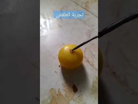 اللبان المغربي لعلاج السحر