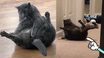 Funny Cat And Dog Videos 😹🐶 -  TRY NOT TO LAUGH Challenge on Tik Tok 🤣🤣🤣 | Chris Pets