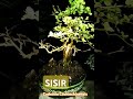BAHAN BONSAI SISIR HASIL DONGKELAN | Cudrania cochinchinensis | #bonsai #sisir #kaliage #shorts