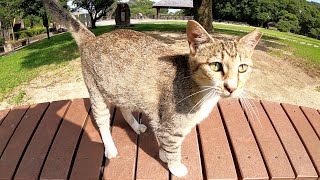 【ソックス猫】白い靴下をはいたキジトラ猫がベンチの上でモフられる