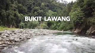 Download Lagu JUNGLE - Bukit Lawang - SUMATRA - INDONESIA MP3