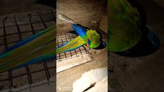 Jhandey Conure 1st Time Breed#viralvideos #birdslover #lovebirds #sunconure#movie#tamilstatus