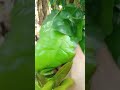 Memetik daun so atau daun melinjo di kebun