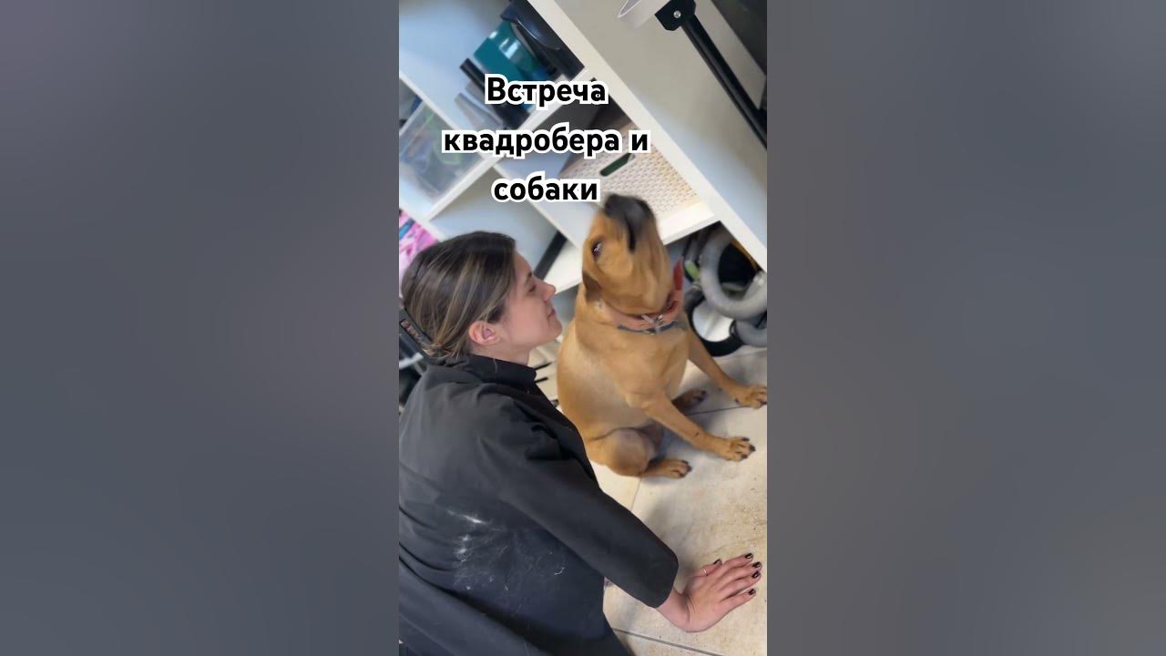 #квадробер #собака #groomed #grooming #pets #питомцы #питомникамстаффов ...