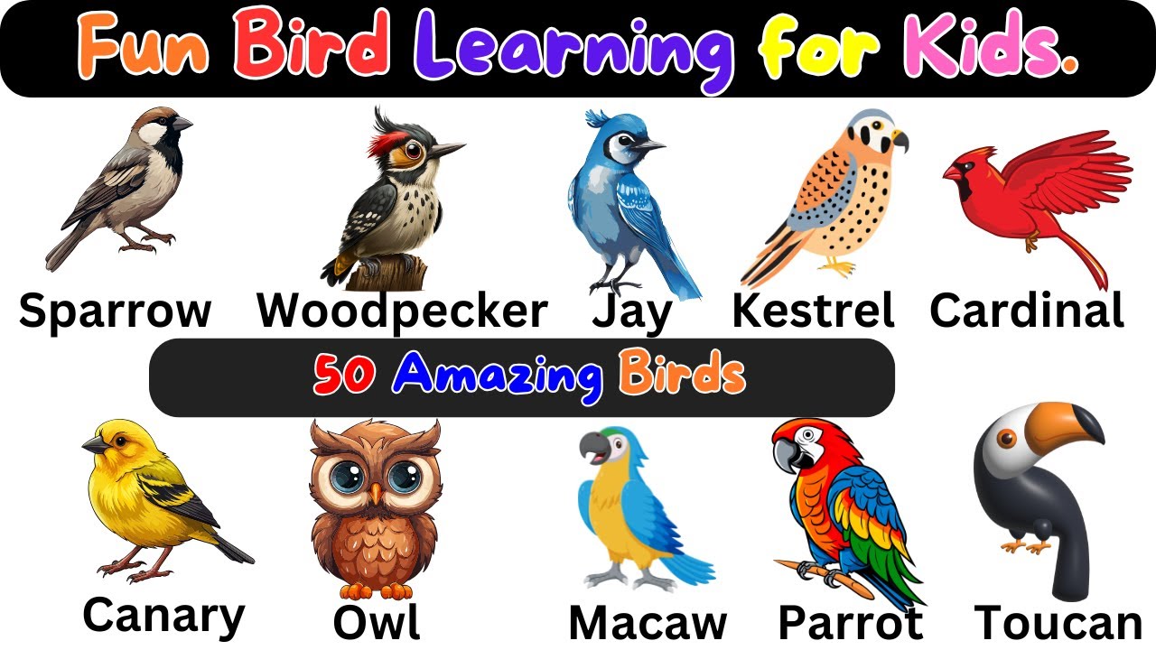Birds Pictures Chart For Kids Birds Vocabulary Ll 100 Common Birds