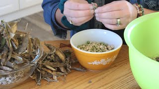 EASY way to save seeds & Garden Clean Out
Hey friends! Welcome to Seasonally Productive where we prioritize daily simple living and honouring our natural rhythms with the cycles of the Earth.
Rooted to the Canadian Prairies, we are a family of 4 who love adventuring, gardening, learning, slow life, minimalism, and, above all, growing together. Come along as we share what were up to. EASY way to save seeds & Garden Clean Out