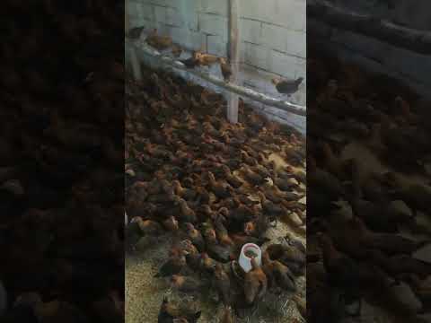 كتاكيت الفيومي الذهبي ما شاء الله اللهم صل وسلم على رسول الله