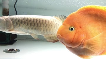 Tham quan cá rồng ở cửa hàng cá rồng Hồng Anh