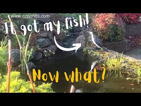 Backyard pond ecosystem Food chain and lifecycles