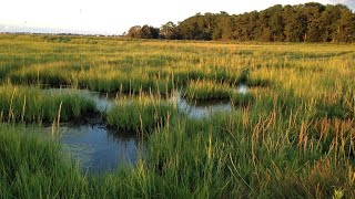 Nature walk on a sunny day (Nature Visualizer)